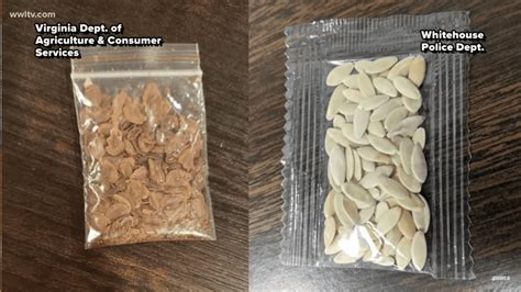 what are the seeds that are being mailed from china